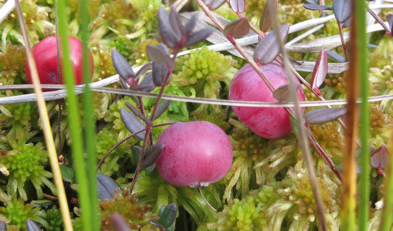 Tranbär växer på revor med små gröna blad i fuktig mark. Foto: Neeme Katt