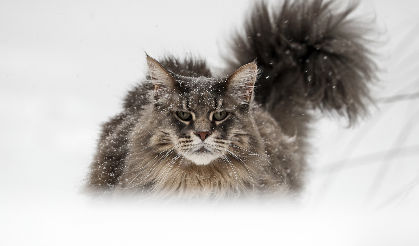 Nya fynd om kattens ansiktsuttryck. Arkivbild. Foto: Martin Meissner/AP/TT
