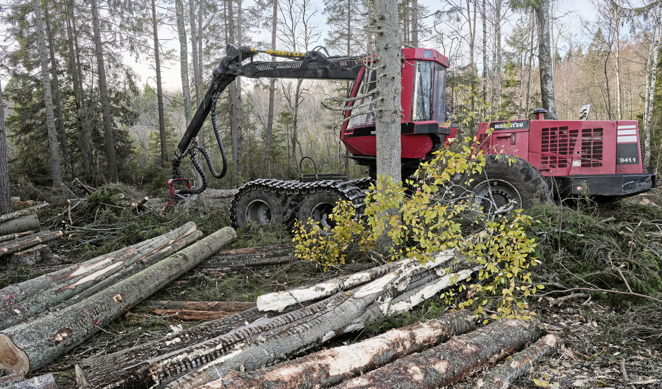 Skogsindustrierna ser en minskad export. Arkivbild. Foto: Henrik Holmberg/TT