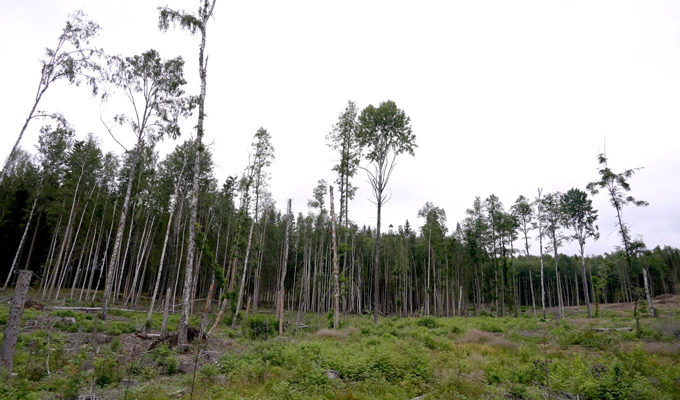 Naturvårdsverket och Skogsstyrelsen vill se en ökning av det hyggesfria skogsbruket. Foto: Janerik Henriksson/TT