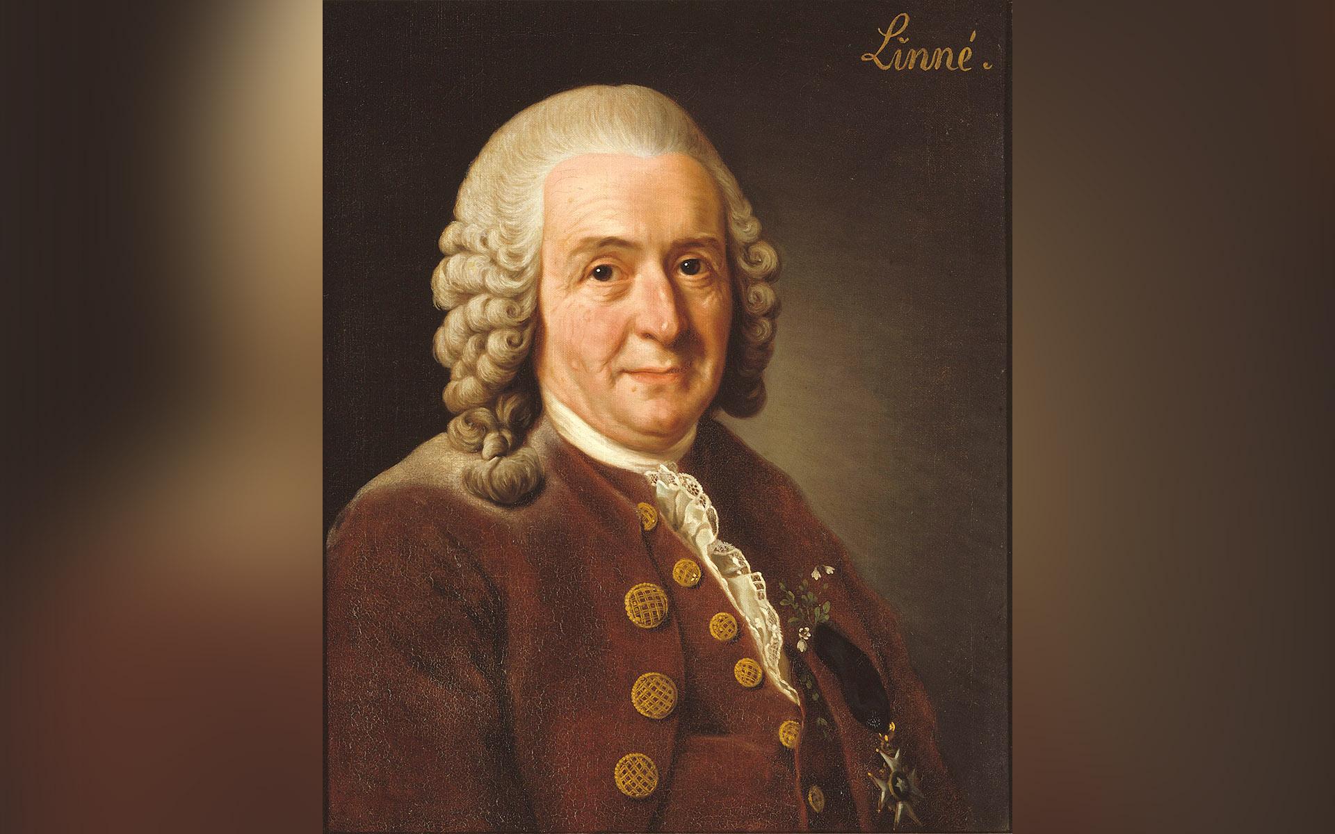 Carl von Linné var professor i medicin och botanik vid Uppsala universitet och var med och grundade Kungliga Vetenskapsakademien. Målning av Alexander Roslin (1718–1793). Foto: Public Domain