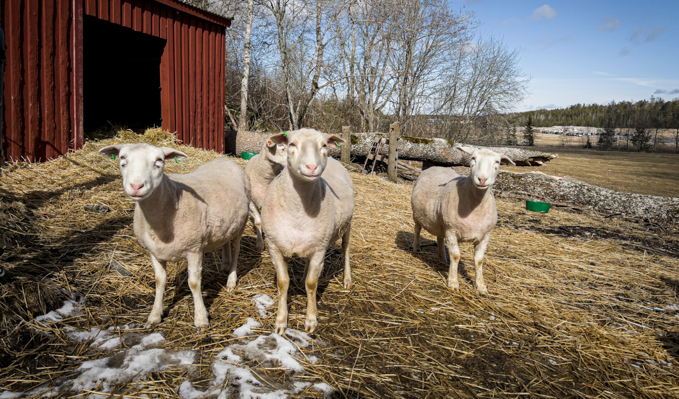 Debattören menar att EU-länder kan göra mycket mer för miljön, till exempel bör länder  som producerar mat med fossila bränslen straffas. Foto: Sofia Drevemo