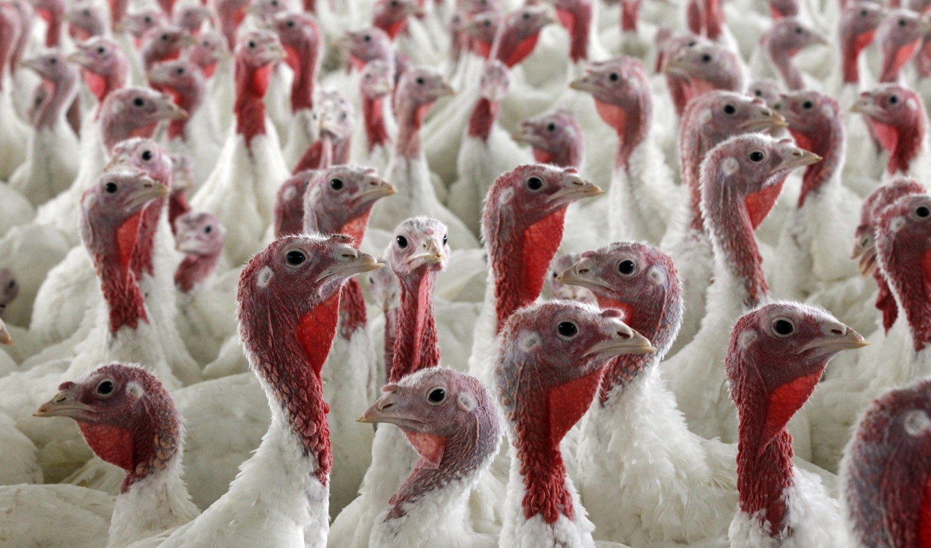 Drygt 62|000 fåglar, varav runt 40|000 kalkoner, måste avlivas. Arkivbild. Foto: Matt Rourke/AP/TT