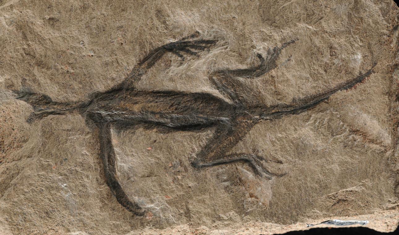 Tridentinosaurus antiquus upptäcktes i de italienska alperna 1931 och sågs som ett viktigt exemplar för att förstå tidig reptilevolution. Men det tycks delvis vara en bluff. Foto: Foto: Valentina Rossi/Handout