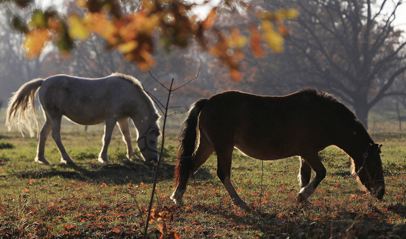 Przewalskis hästar. Arkivbild. Foto: Czarek Sokolowski/AP