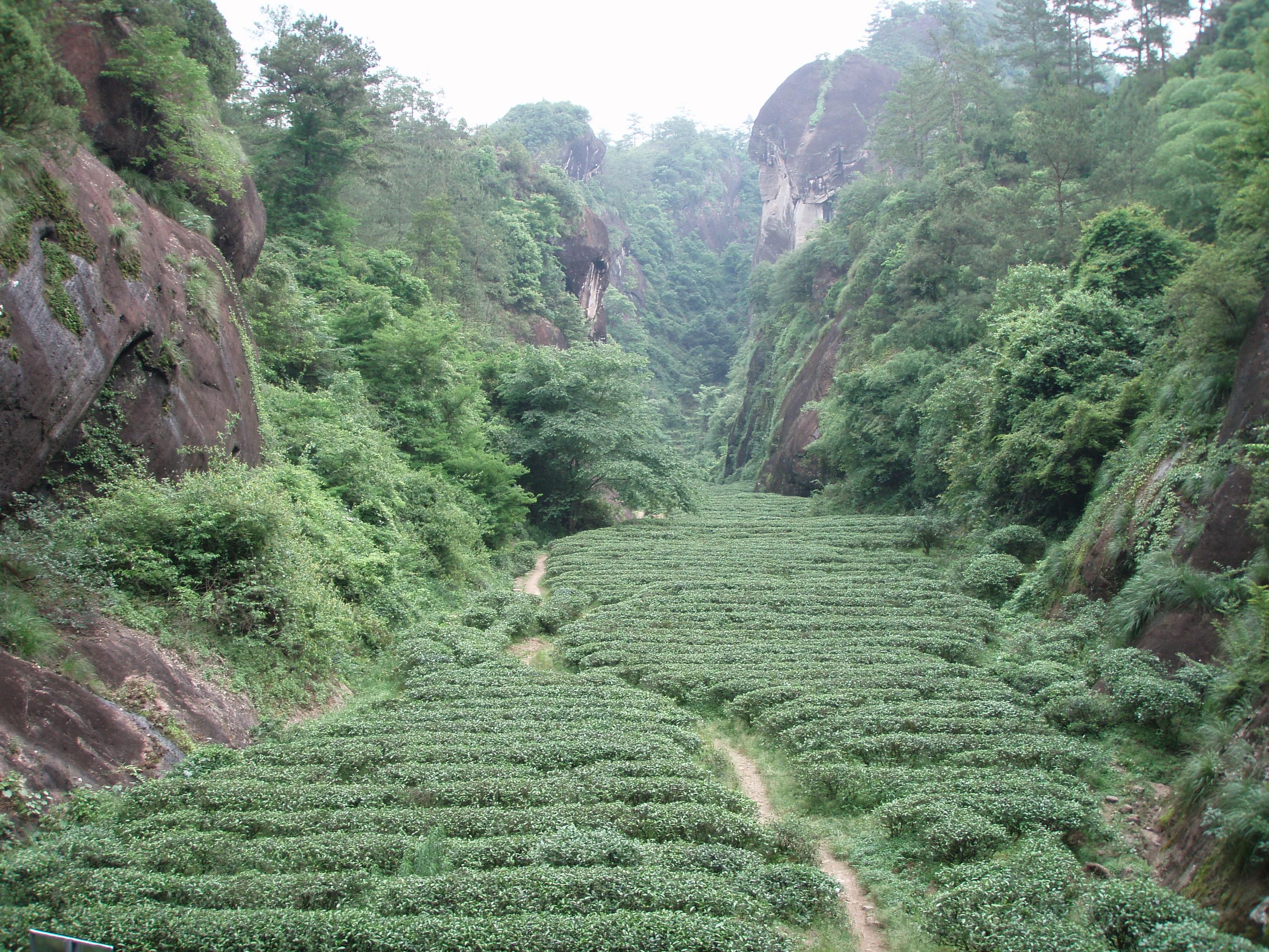 Området Wu Yi är i dag berömt för sina många fina teer. David Obucina nämner särskilt oolong-teerna. Foto: House of Tea