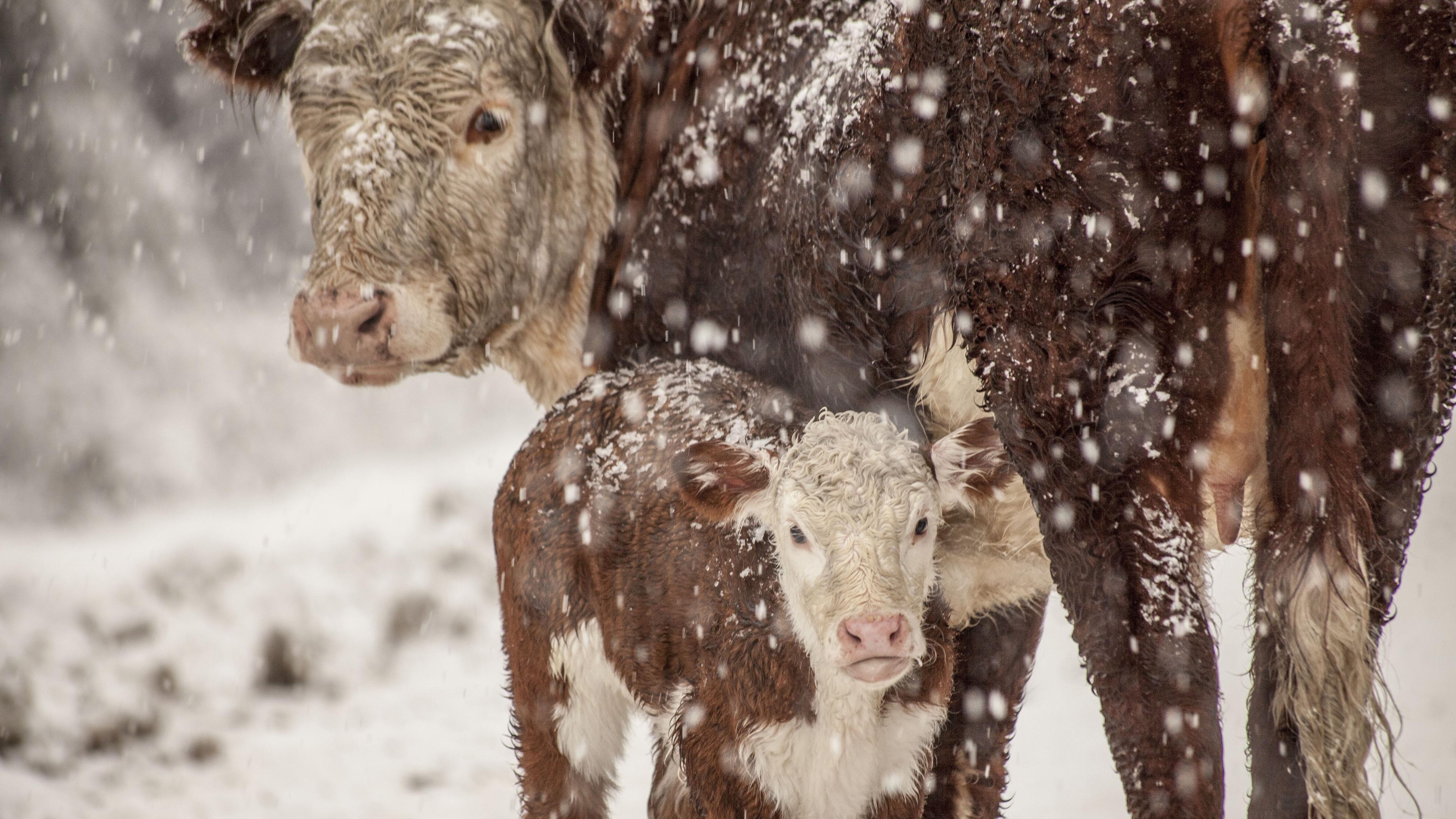 En ny granskning av det svenska lantbruket visar att två av tre krav på en mjölkgård dubbelkontrolleras av myndigheterna. Foto: Alexandre Moraes/Shutterstock