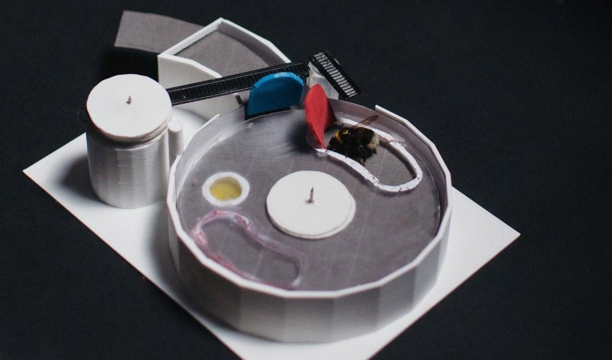 Humlan ska ta sig fram till sockervattnet i den gula cirkeln genom att först trycka på två olika spakar, en blå och en röd. När humlan löst det problemet har forskare sett att den kan lära andra humlor hur de ska göra. Foto: Queen Mary University of London