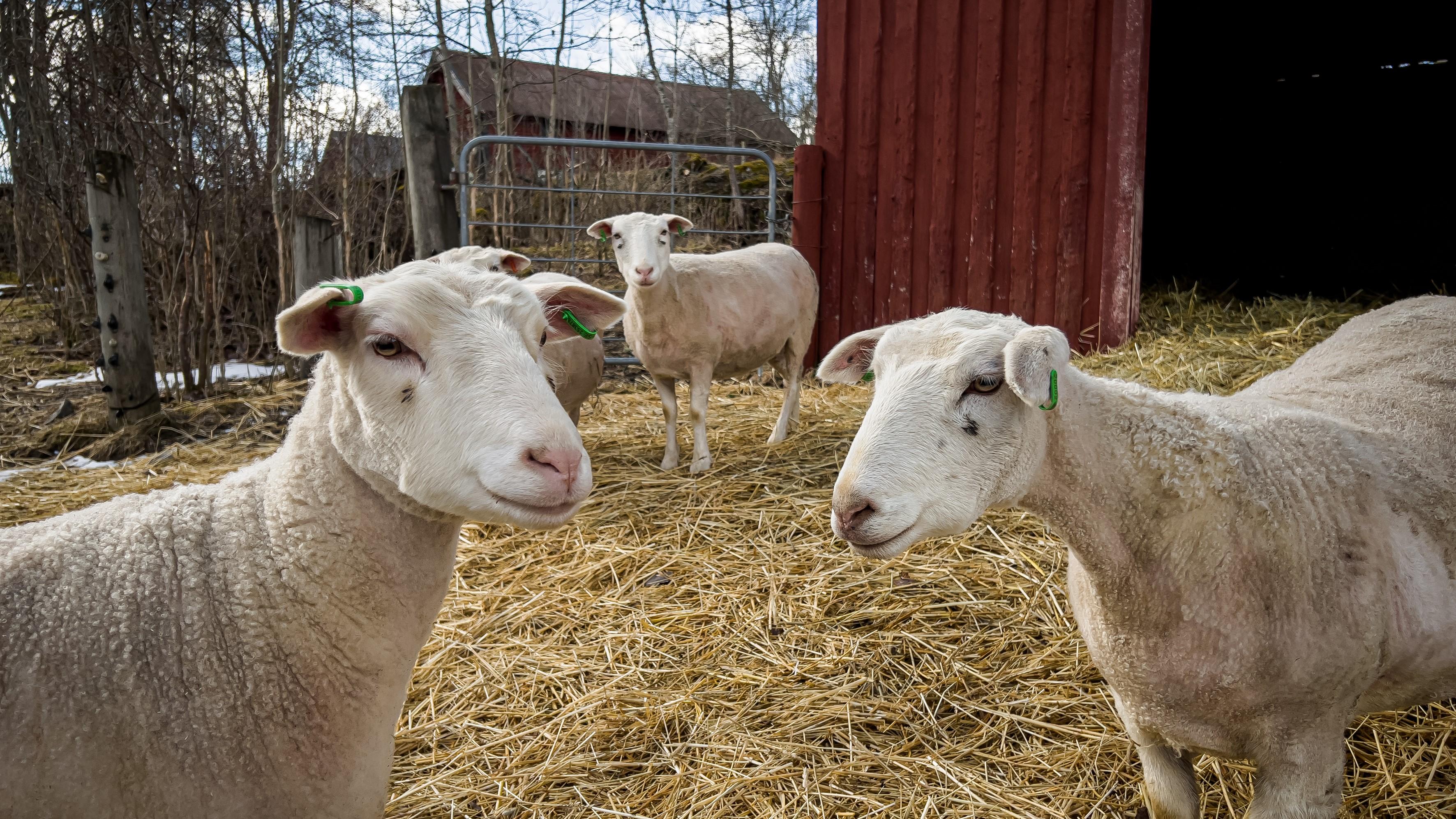 Svenska får klipps två gånger om året vilket ger en hel del ull. Det är ett naturmaterial med många användningsområden. Foto: Sofia Drevemo