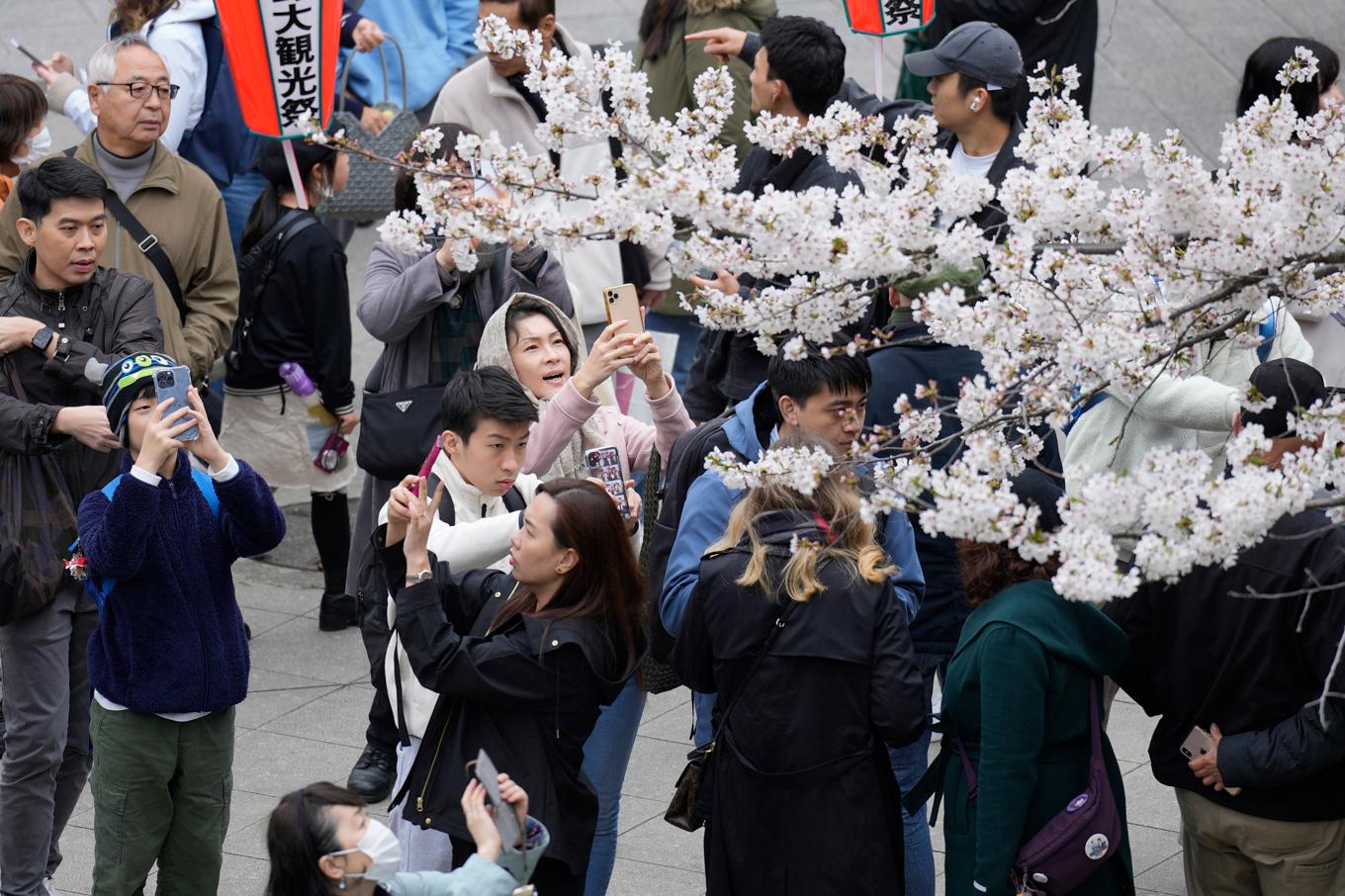 Besökare fotograferar årets körsbärsblomning i Uenoparken i Tokyo. Foto: Eugene Hoshiko/AP/TT
