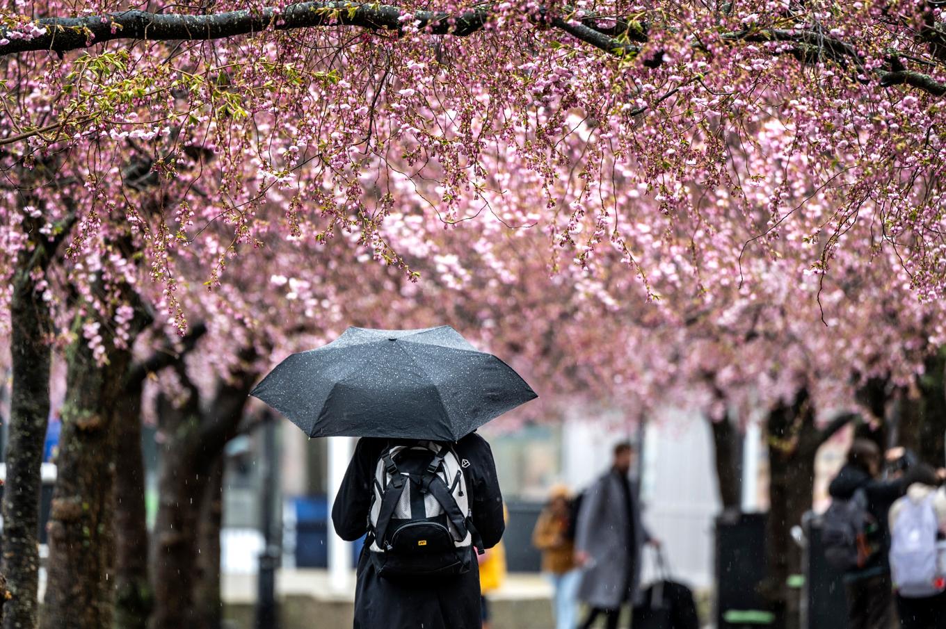 Våren har låtit väntat på sig i stora delar av Sverige. Trots det kylslagna vädret har körsbärsblommorna i Kungsträdgården i Stockholm börjat slå ut. Foto: Anders Wiklund/TT