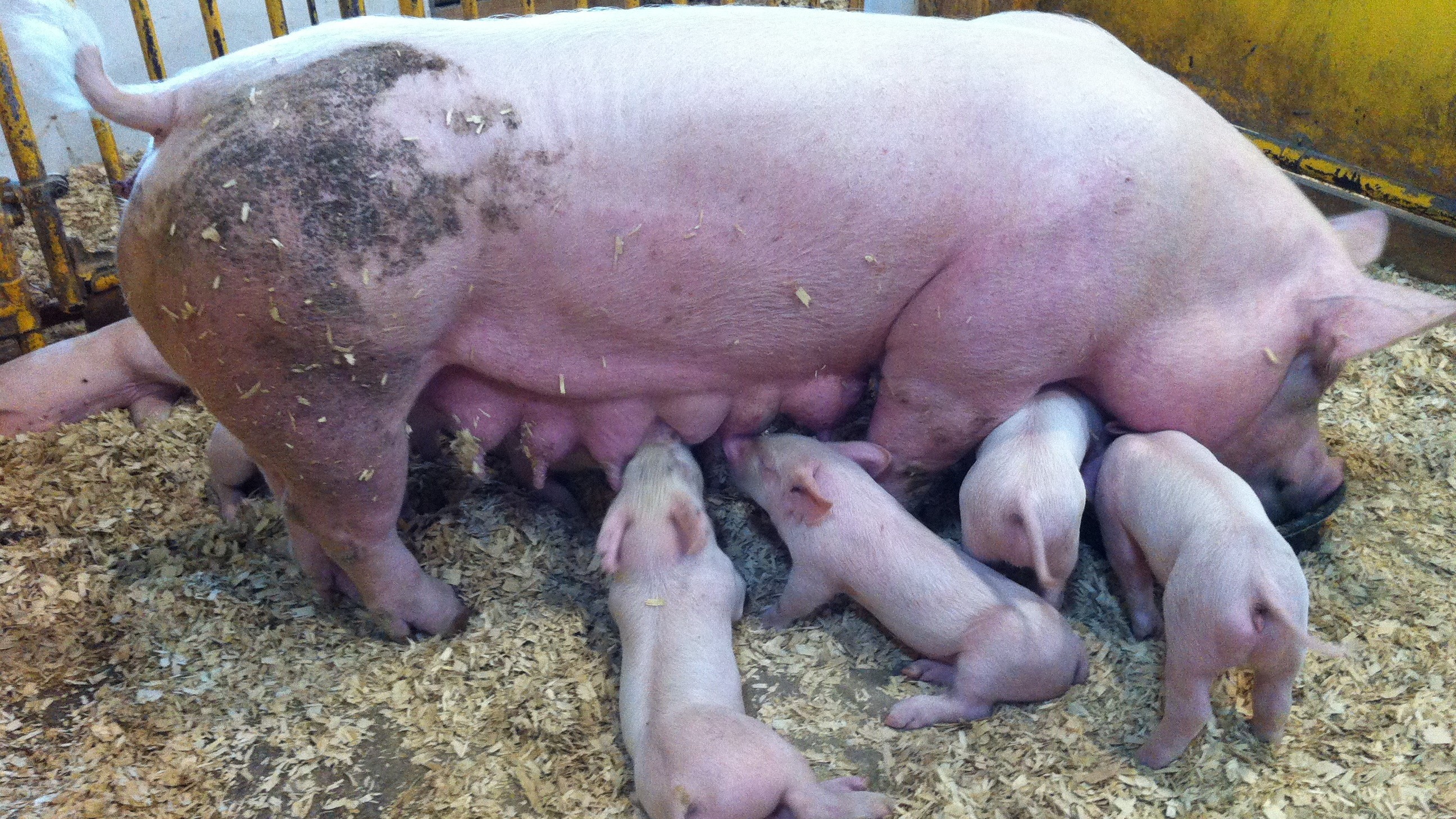 Den genomsnittliga konsumtionen av rött kött, fläskkött, nötkött, lammkött och övrigt rött kött låg två procent över Livsmedelsverkets kostråd 2023. Foto: CCO 1.0 /Creative Commons