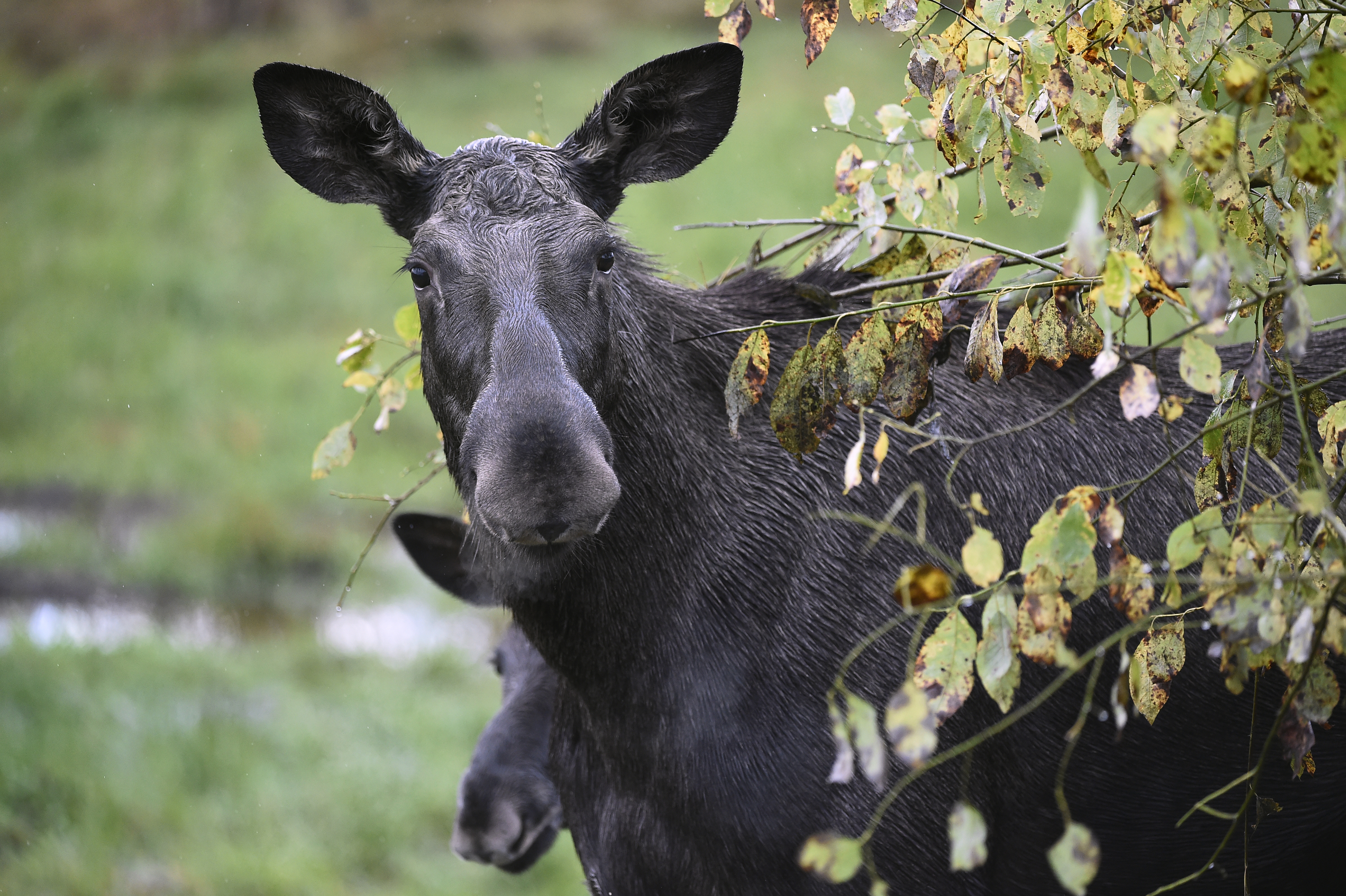 Rekordmånga älgar har simmat över älven i år. Arkivbild. Foto: Mikael Fritzon/ TT