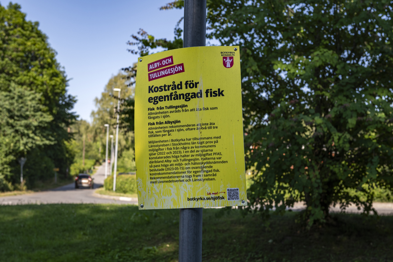 Stora mängder PFAS kan finnas i fisk. Arkivbild. Foto: Oscar Olsson/TT