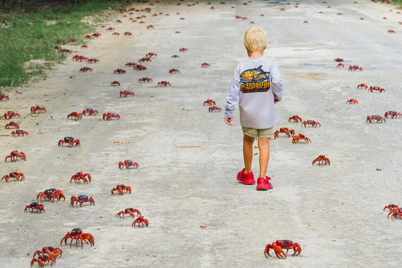 En pojke promenerar sida vid sida med migrerande krabbor på australiska Julön. Foto: Parks Australia via AP/TT