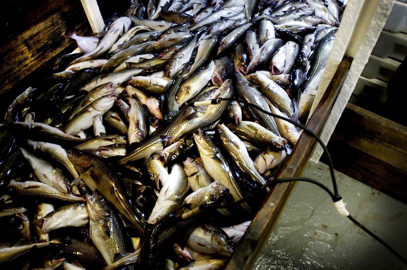 Torsk fiskad i Östersjön i början av 2000-talet. Arkivfoto. Foto: Daniel Nilsson / SvD / TT