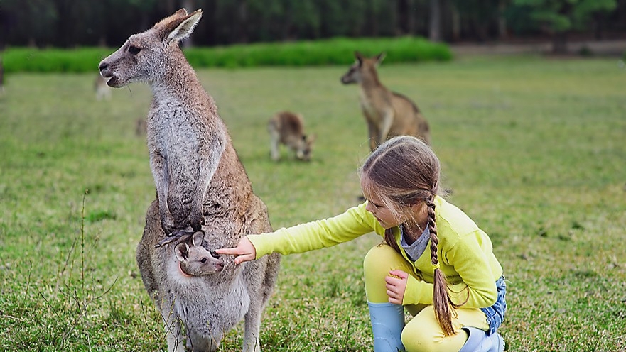 Hemundervisning ökar i Australien. Natalia Kirichenko