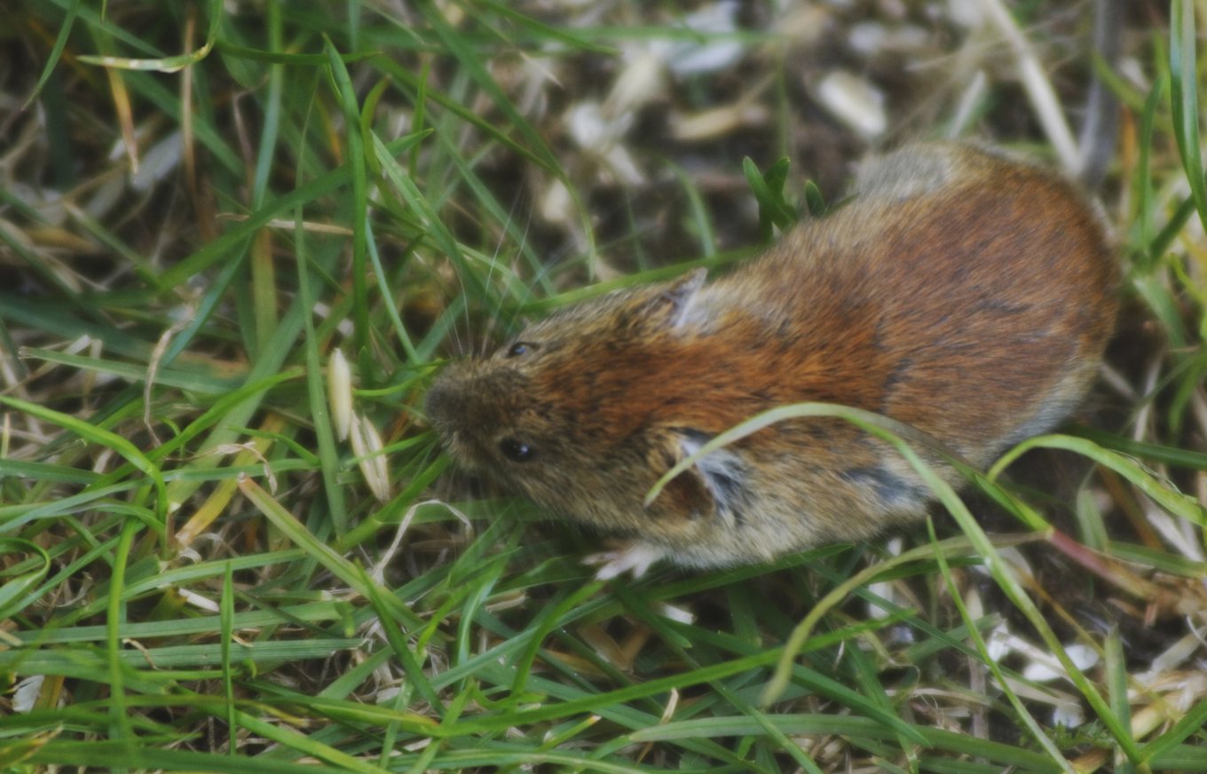 Skogssorkarna på Frösön i Jämtland hade extremt höga koncentrationer PFAS i sig. Arkivbild. Foto: Hasse Holmberg/TT