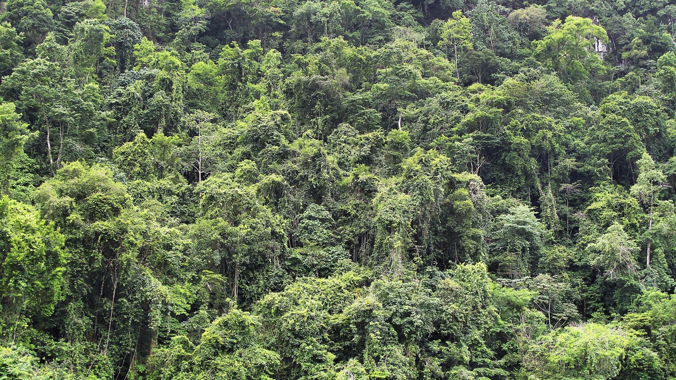 Djungel i Guatemala. Foto: Public Domain