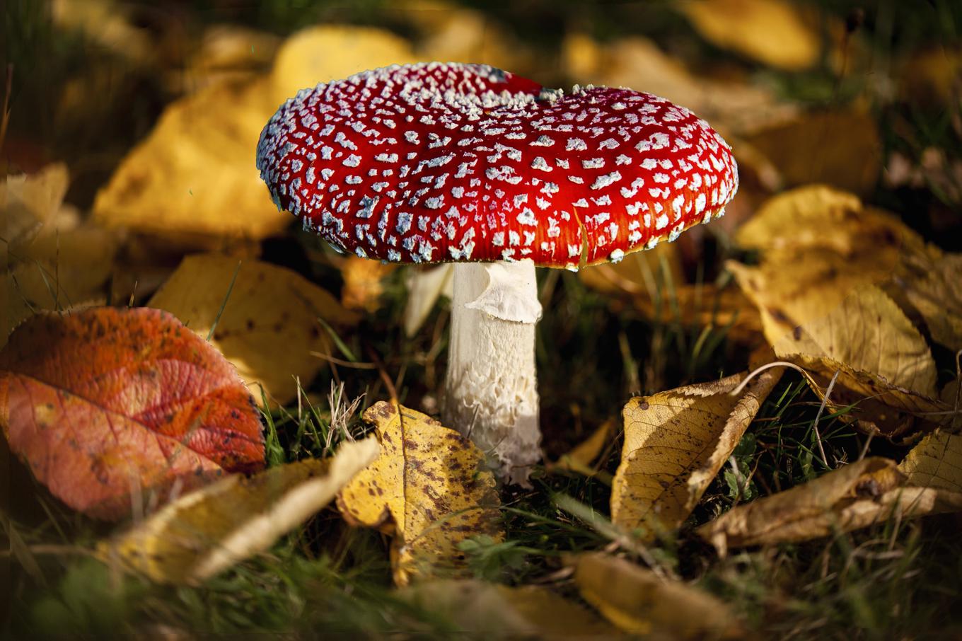 Regeringen vill narkotikaklassa muskimol, som ingår i röd flugsvamp. Foto: Mike Anderson