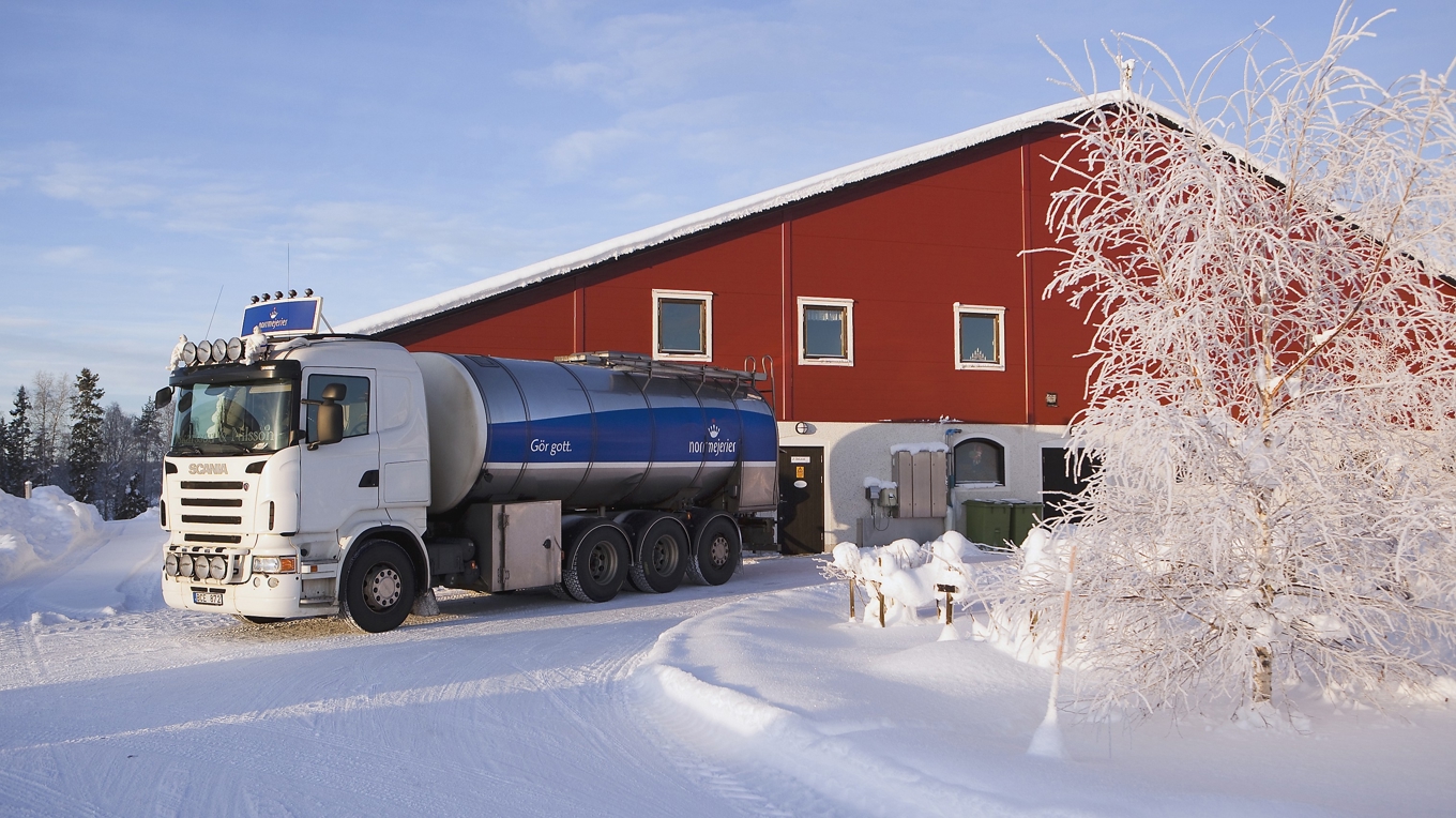 Klimatnyttan av metanhämmande fodertillsatser till kor kan gå förlorad – forskning visar att produkterna sänker mjölkproduktionen. Foto: Jan Lindmark/Norrmejerier