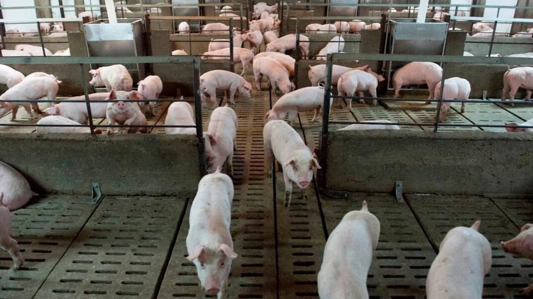 Kanadas regering anser att genmodifierade grisar är säkert för människor att äta. Foto: Sebastien St-Jean/AFP via Getty Images