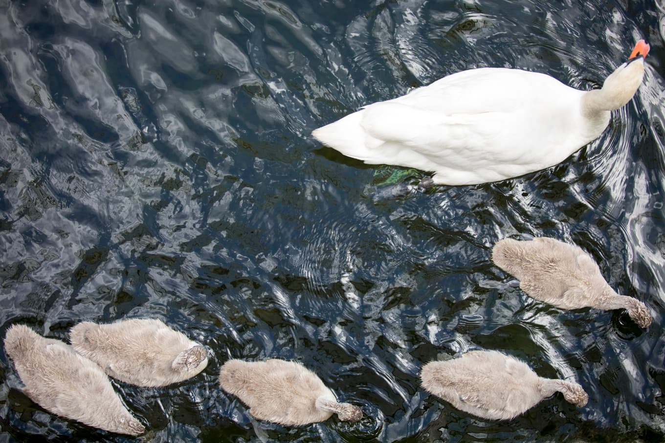 Tre svanungar har dött i fågelinfluensa. Arkivbild. Foto: Torstein Bøe/NTB Scanpix/TT