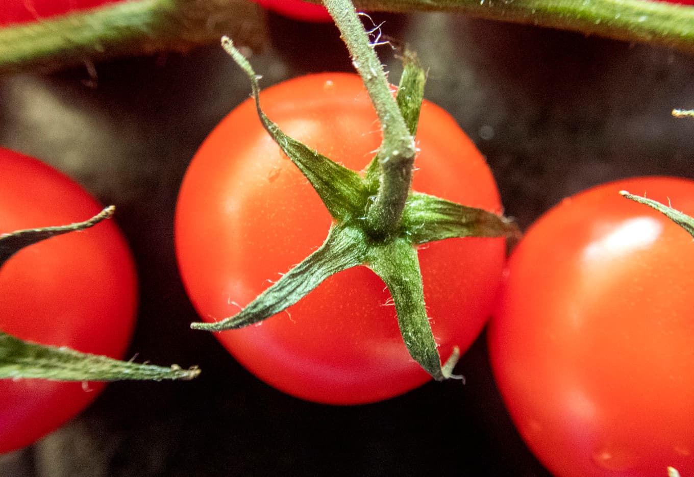 Körsbärstomat är en slags småtomat. Arkivbild. Foto: Gorm Kallestad/NTB/TT