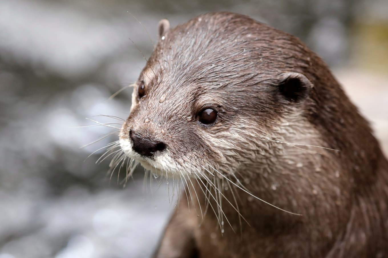 Uttrarna ska nu kunna simma under eller springa över trafikerade vägar. Arkivbild. Foto: Elaine Thompson/AP/TT