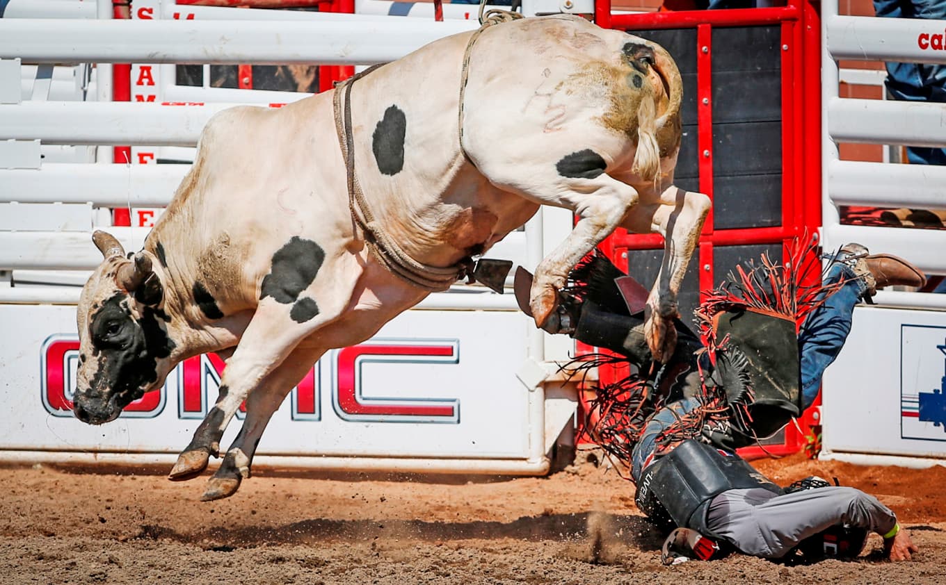 Ibland biter man i gruset. En möjlighet som statistiskt sett är överväldigande i bullriding. Riskerna är stora och deltagarna vet att de kommer att skada sig förr eller senare. Foto: Jeff McIntosh/AP