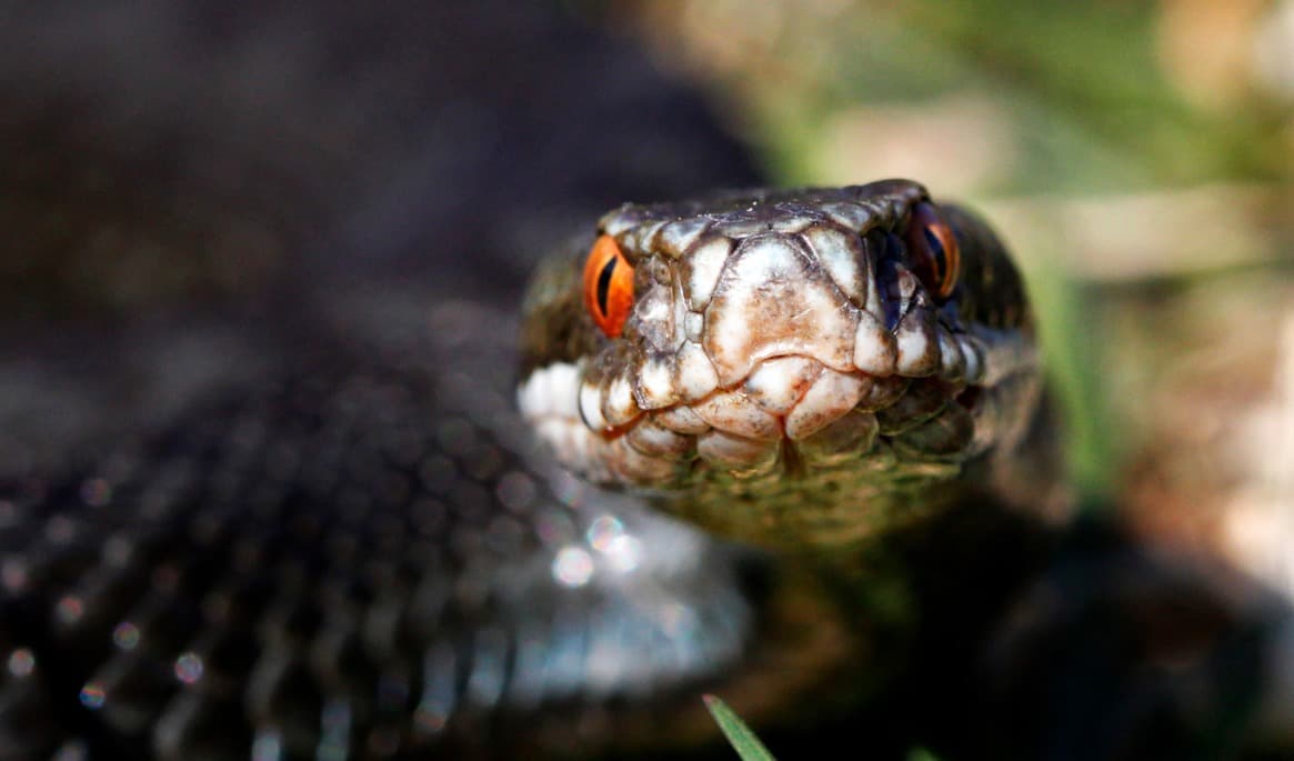 Huggorm är den enda giftiga ormarten i Sverige och den enda vars bett är livshotande för hundar. Även katter kan dö av bettet men klarar sig generellt bättre. Arkivbild. Foto: Cornelius Poppe/NTB/TT