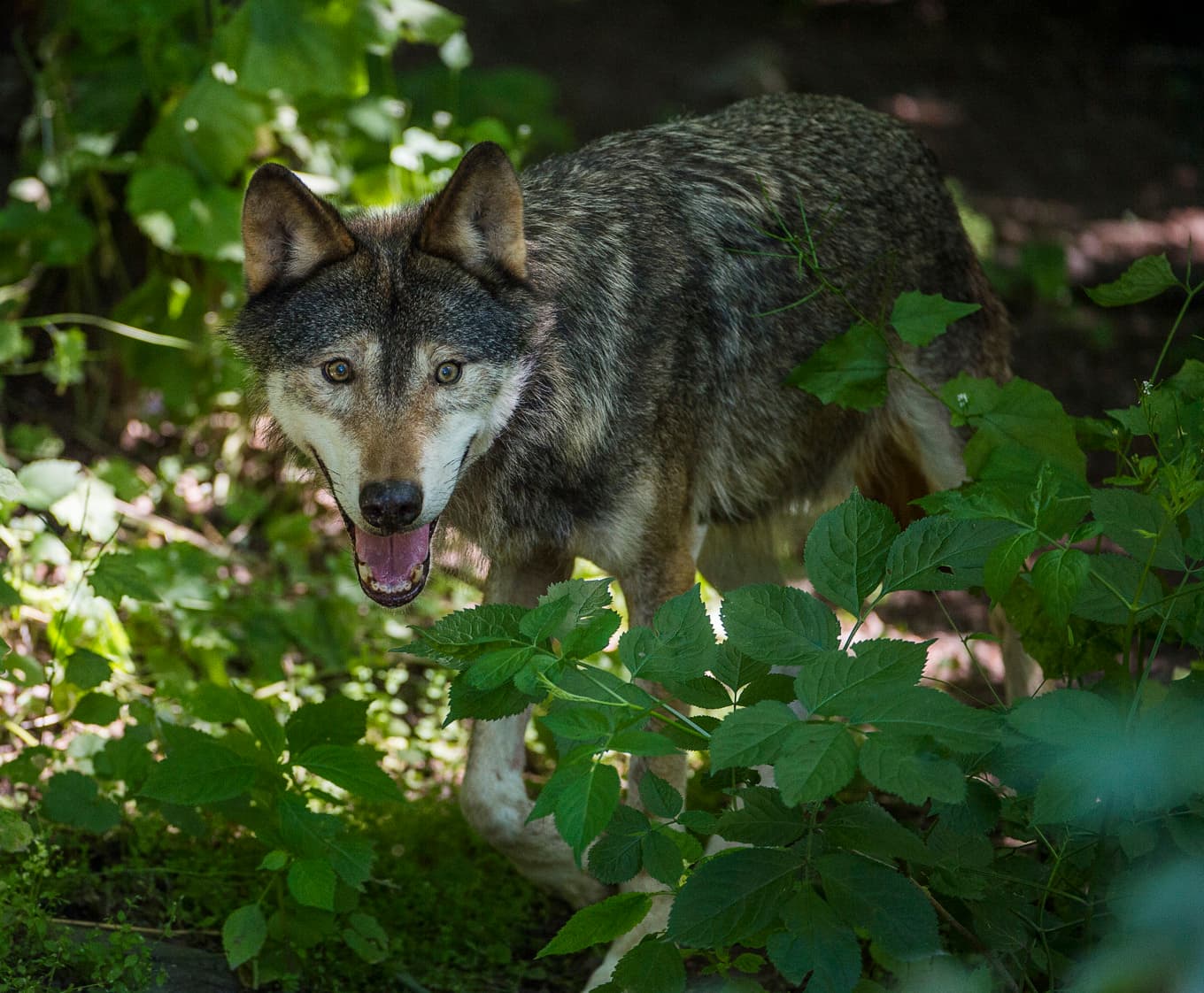 Natten till tisdagen har en varg angripit en ponny i Ystads kommun. Arkivbild. Foto: Jonas Ekströmer/TT