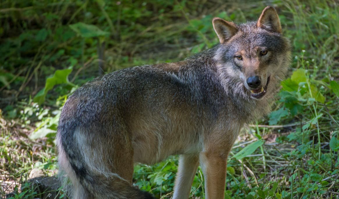 Länsstyrelsen bekräftar att det rör sig om vargattack. Arkivbild. Foto: Jonas Ekströmer/TT