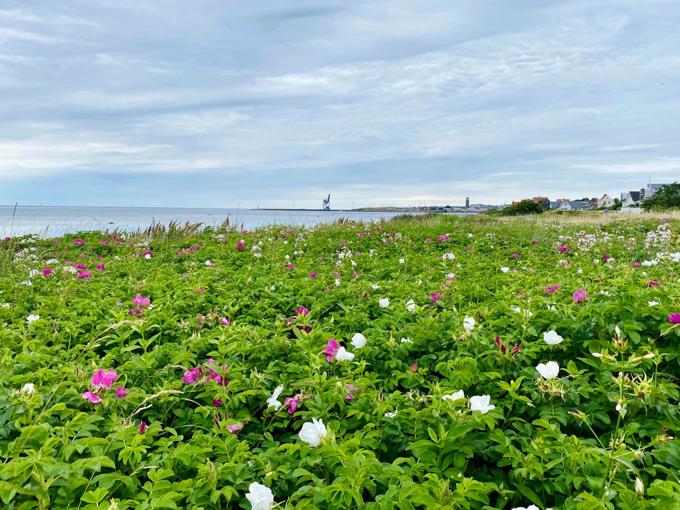 Den invasiva vresrosen är en tålig buske som finns i många trädgårdar och planteringar och vid stränder. Foto: Joakim Jonas/Shutterstock