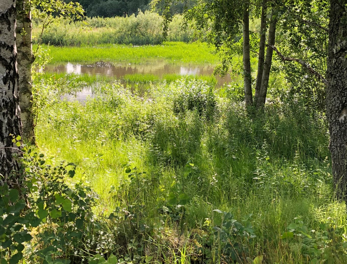 Visst är det härligt grönt i skogen! Eller? Foto: Arne Nilsson