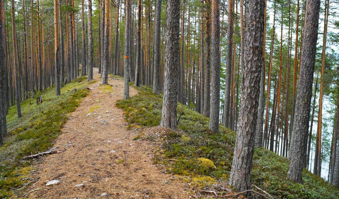 Vandringen längs Sundkammen är en av ledens höjdpunkter. Foto: Eva Sagerfors