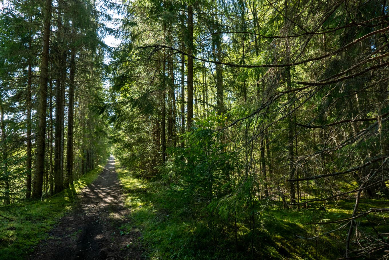 Trots att virkespriser och ett gynnsamt ränteläge har påverkat marknaden för skogsfastigheter positivt, bromsar försäljningen av skogsfastigheter in. Arkivbild. Foto: Gabriella Bruske/TT