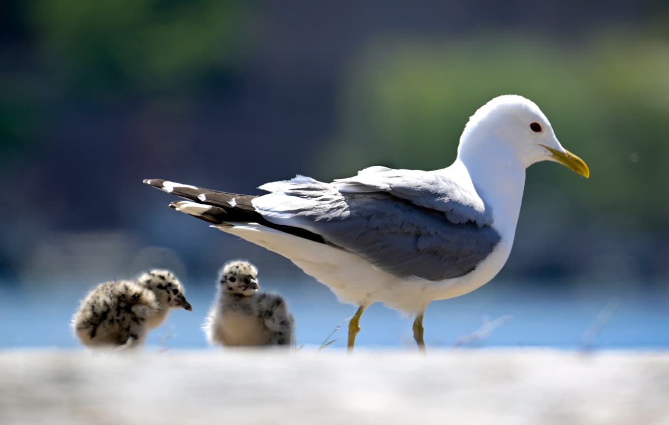 En fiskmås och två ungar som inte är den ringnäbbade måsen och dess ungar. Arkivbild. Foto: Janerik Henriksson/TT