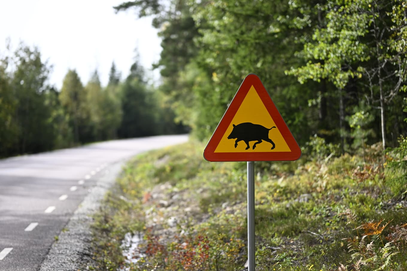 Tre döda vildsvin med afrikansk svinpest har hittats i Finland. Arkivbild. Foto: Pontus Lundahl/TT