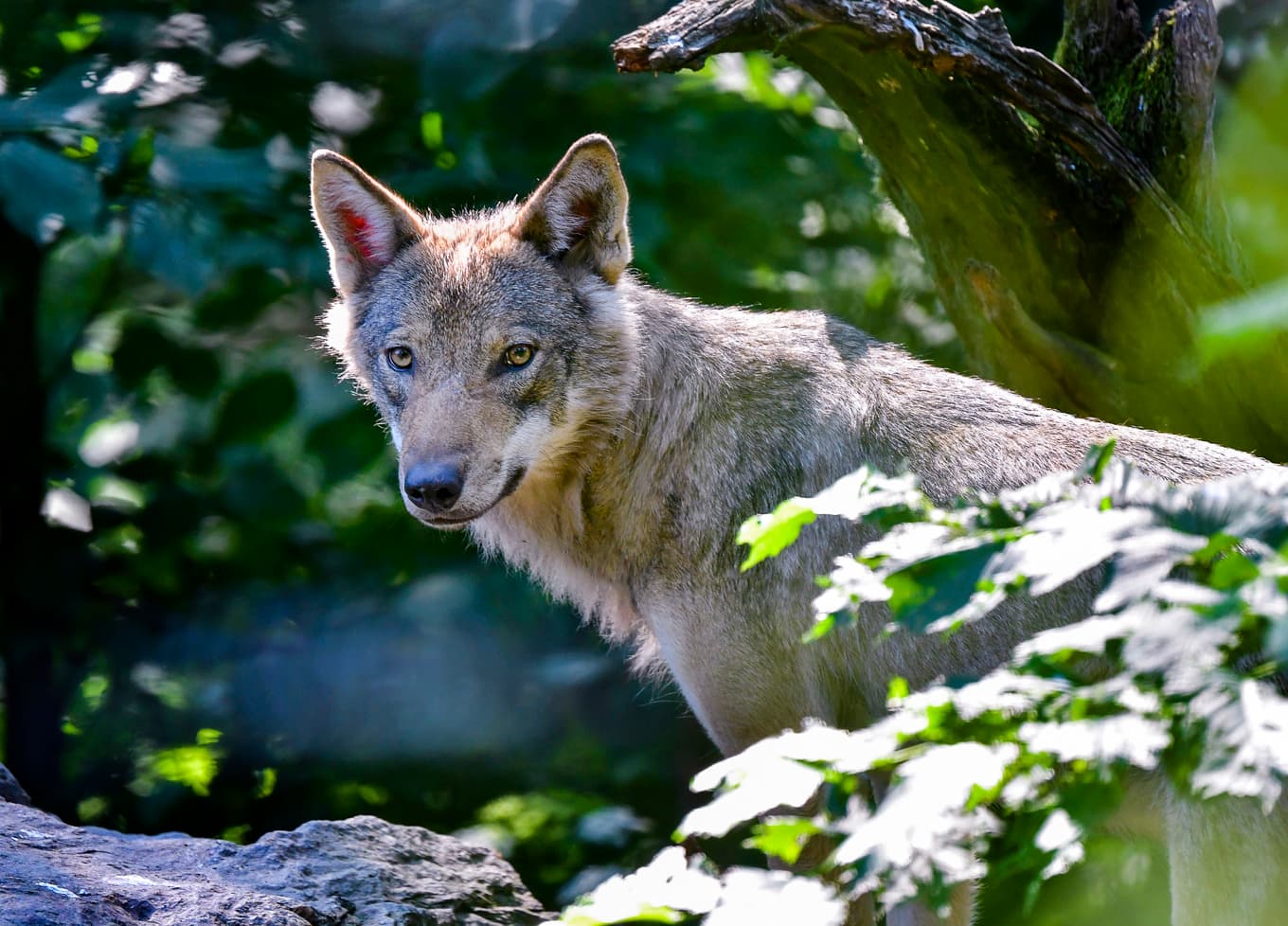 En varg på Skansen i Stockholm. Arkivbild. Foto: Jonas Ekströmer/TT