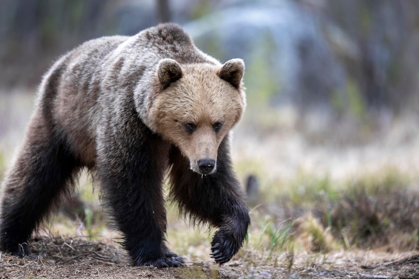 En bärplockare i Lycksele blev skadad när hon attackerades av en björn. Arkivbild Foto: Mikael Fritzon/TT