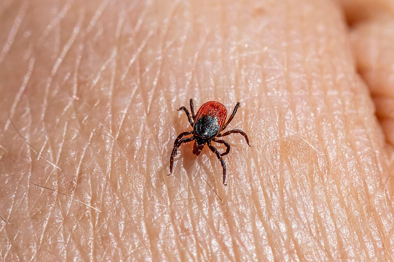 När fästingarna sprider sig växer också behovet av kunskap, fungerande vårdvägar och bättre stöd till dem som drabbas långvarigt. Foto: Erik Karits