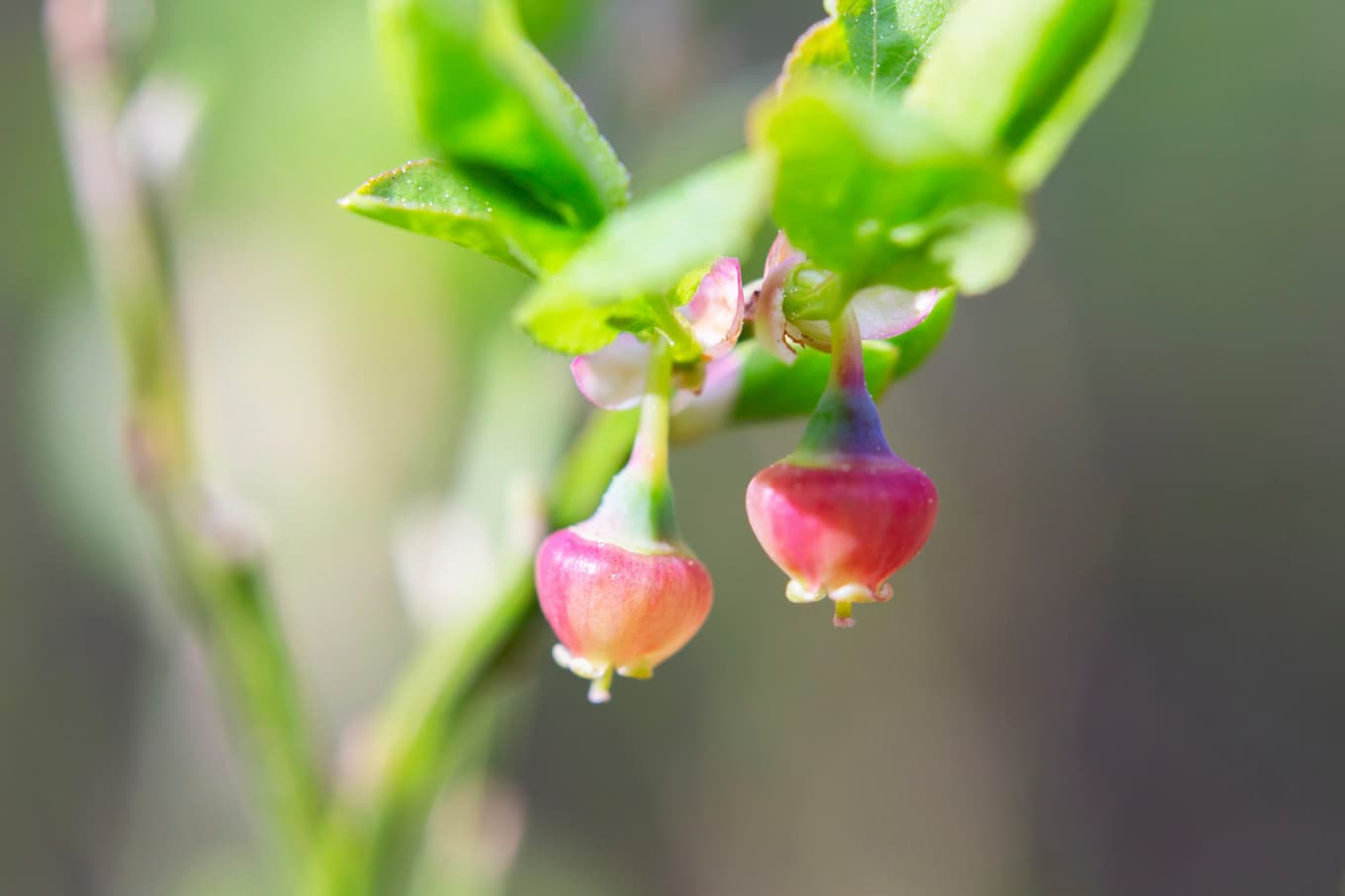 De små rosaskimrande, klockformade blåbärsblommorna är ätliga, med mild, ganska söt smak.