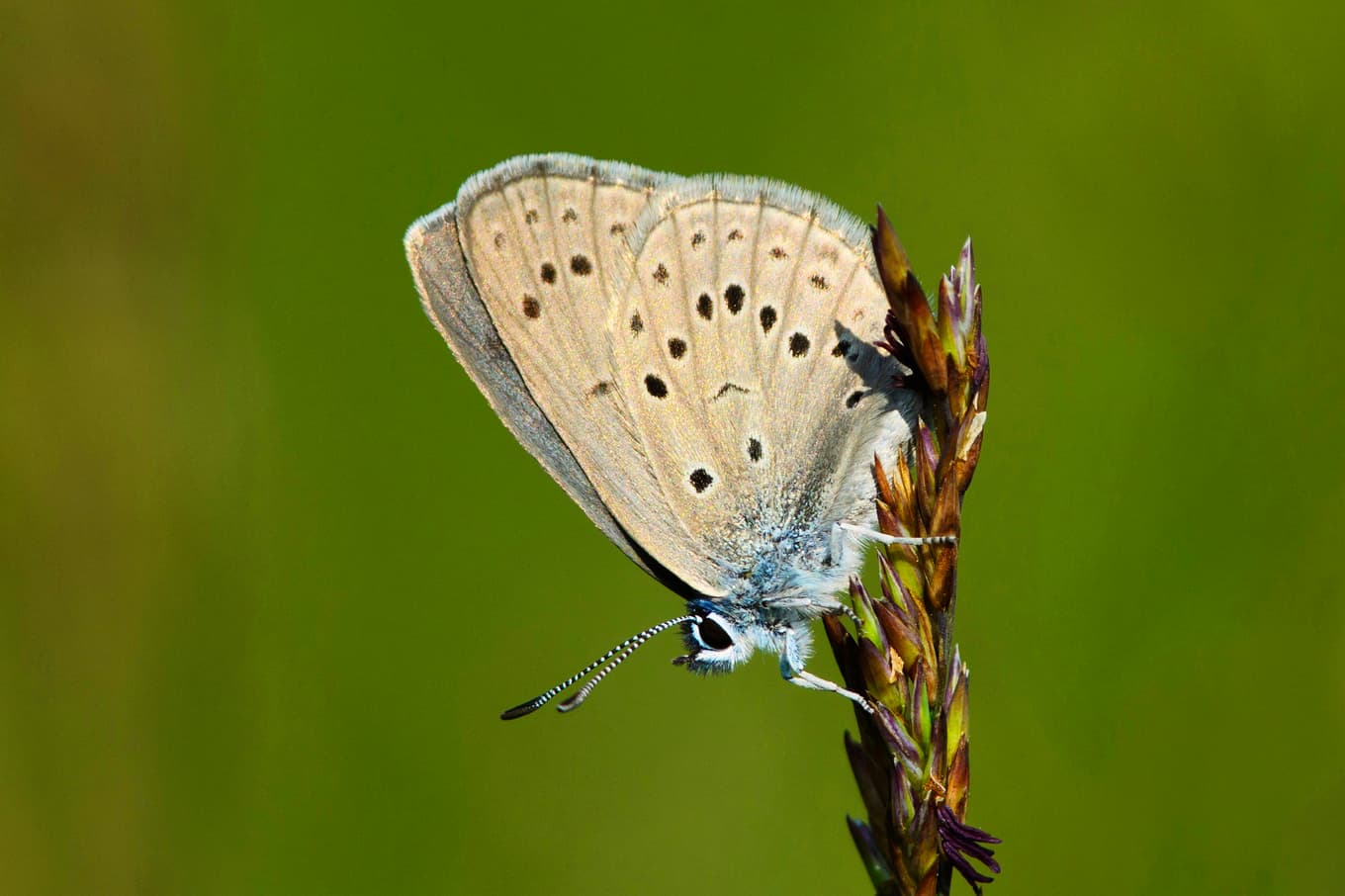 Alkonblåvinge (Phengaris alcon). Foto: Bokförlaget Polaris