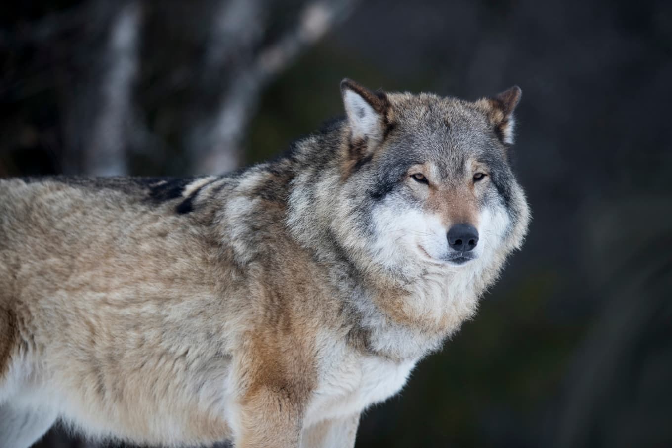 Danska myndigheter varnar för vargar som närmar sig människor. Arkivbild. Foto: Heiko Junge/NTB/TT