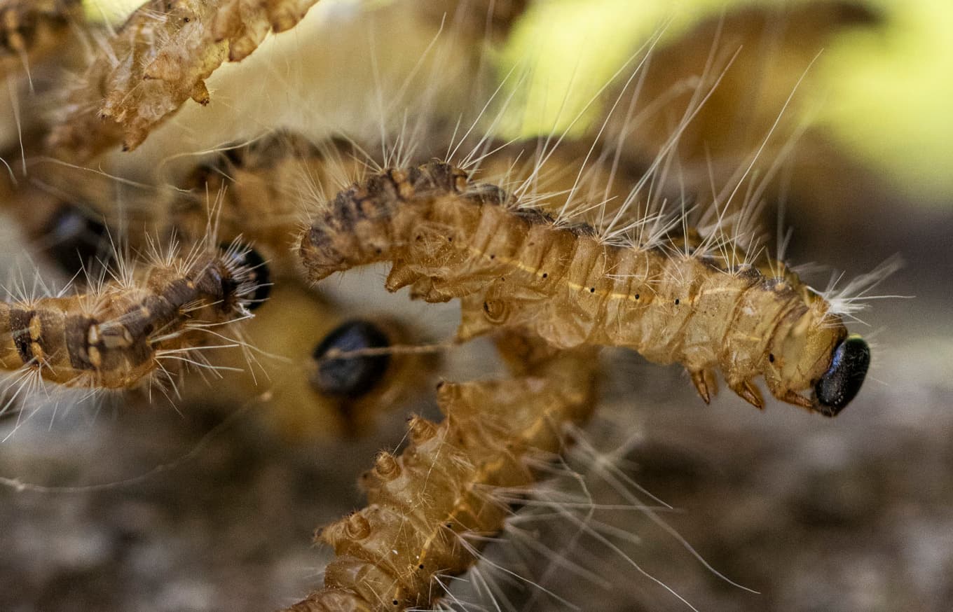 Närbild på ”helveteslarven”, ekprocessionspinnaren, i Köpenhamnsområdet Amager tidigare i sommar. Foto: Andreas Hillergren/TT