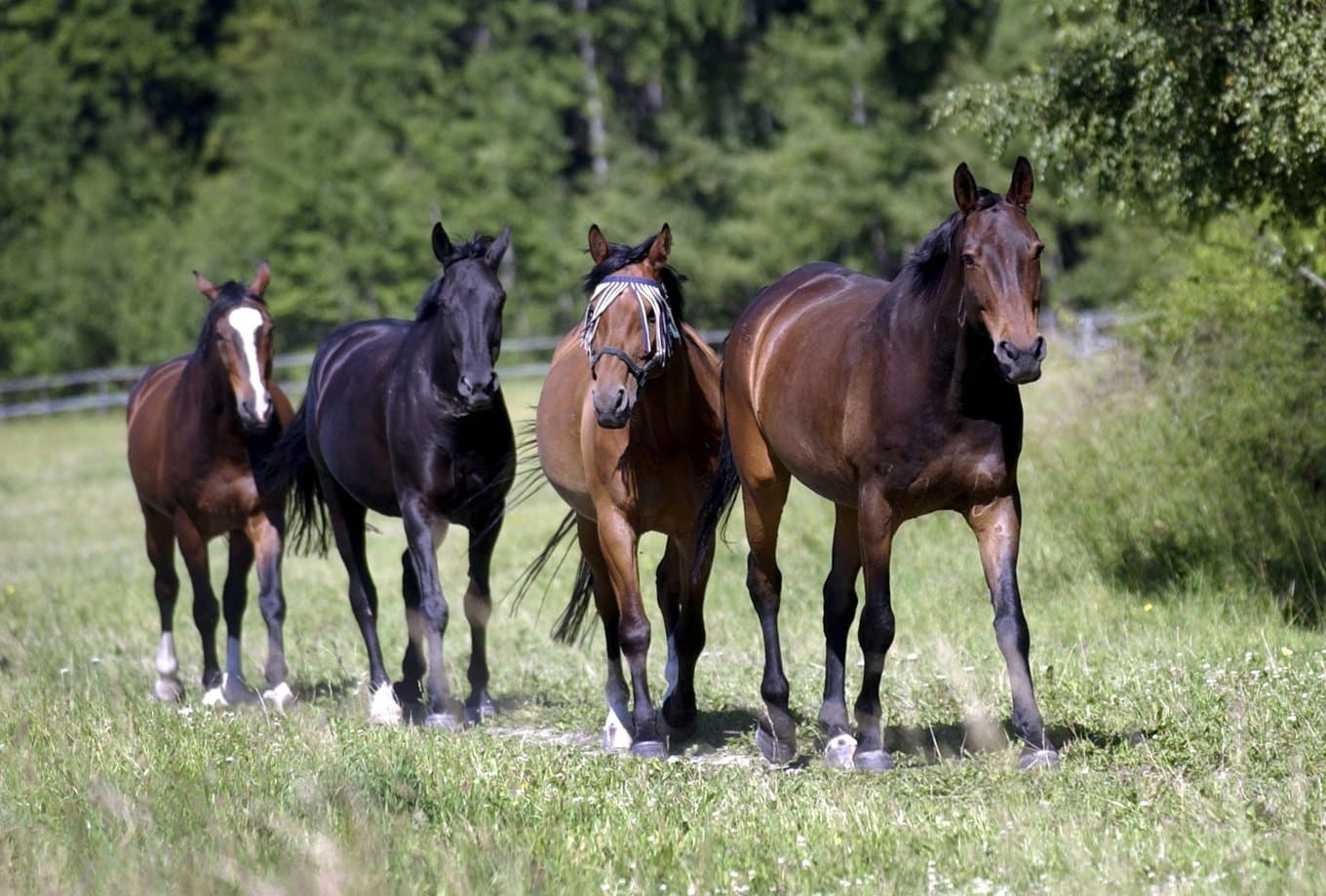 Bakterien kan drabba kor och hästar och är väl känd bland veterinärer. Arkivbild Foto: Fredrik Sandberg/TT