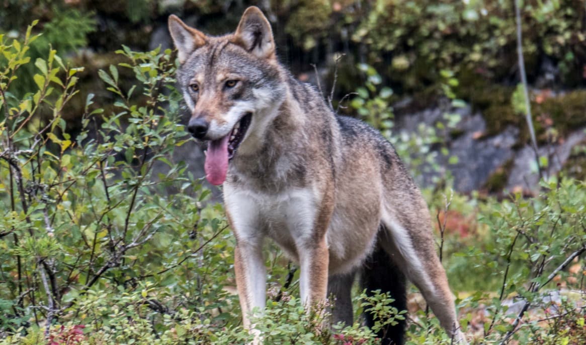 Tre får har dödats i den andra vargattacken i Halland på kort tid. Arkivbild. Foto: Paul Kleiven/NTB/TT