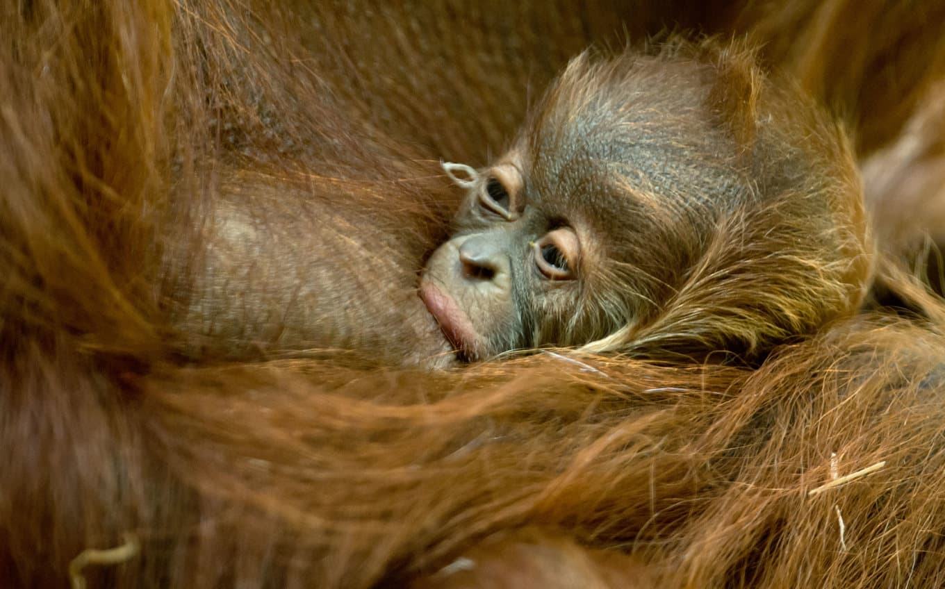 En unge av arten sumatraorangutang. Arkivbild. Foto: Sven Hoppe/AP/TT