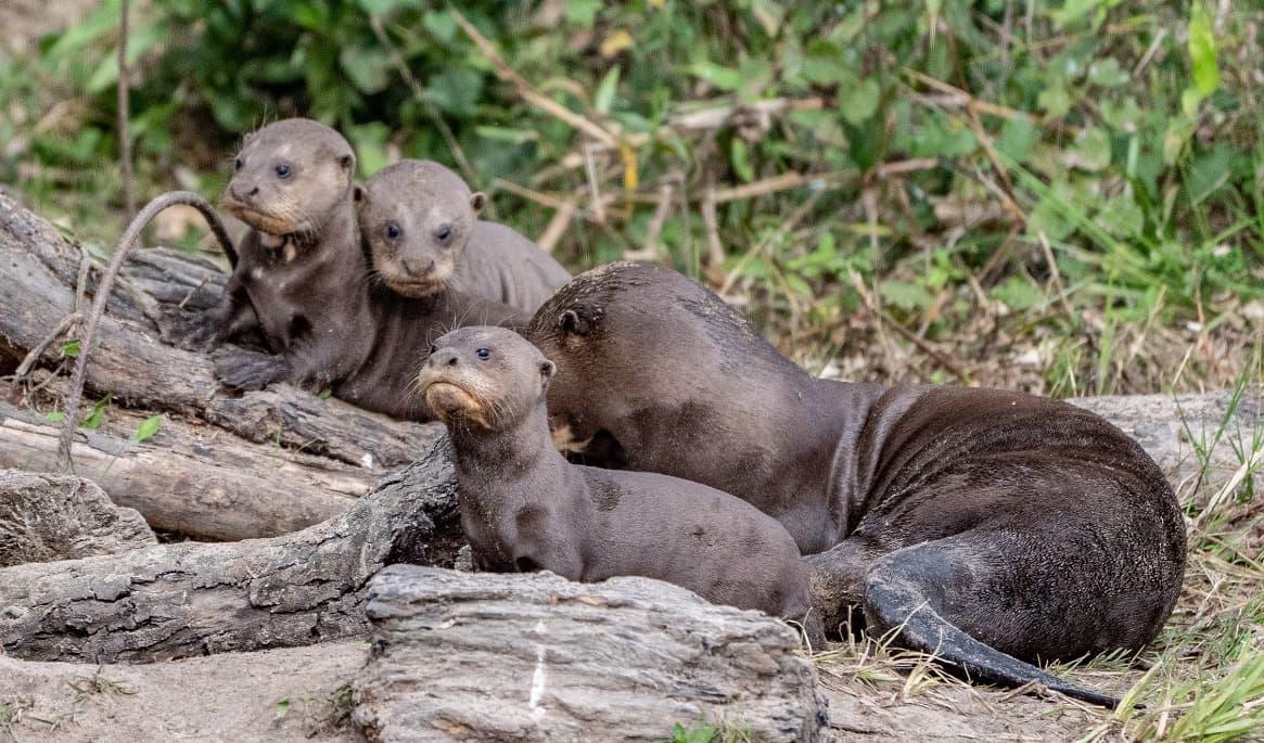 Jätteuttern Nanay föddes i Eskilstuna. Nu anpassar sig han och hans familj till ett liv i det vilda i Argentina. Projektet att återetablera arten i våtmarksområdet Iberá leds av Fundación Rewilding Argentina. Foto: Fundación Rewilding Argentina